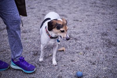 Low section of dog standing on street