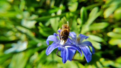 Close-up of bee pollinating on purple flower