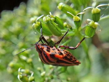 Close-up of shield bug on plant