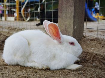 Close-up of white rabbit in cage