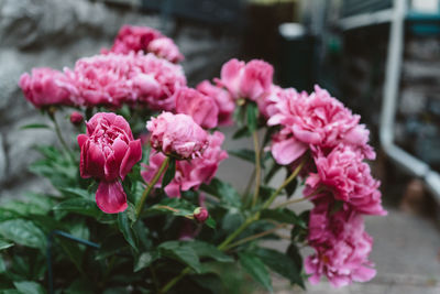 Close-up of pink flowers