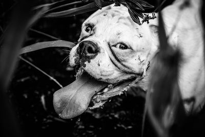 Close-up of dog looking away