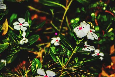 Close-up of white flowers blooming outdoors