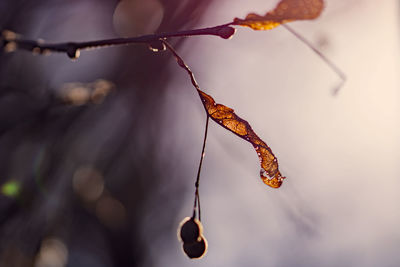Close-up of dried plant hanging on branch