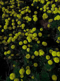 Full frame shot of yellow flowers on field