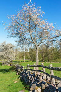Cherry blossoms in spring against sky