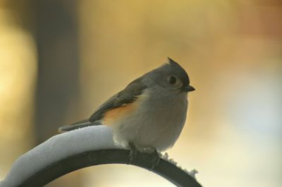 Close-up of bird perching outdoors