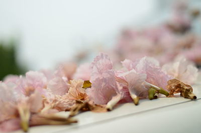 Close-up of pink flowers