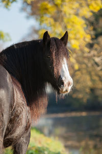 Side view of a horse on field