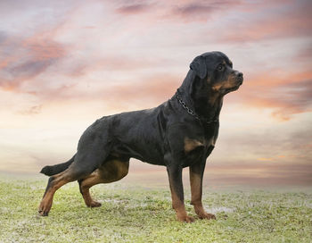 Dogs running on field