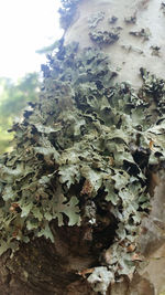 Close-up of plant growing on rock