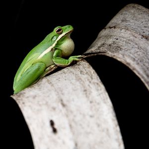 Close-up of lizard on black background