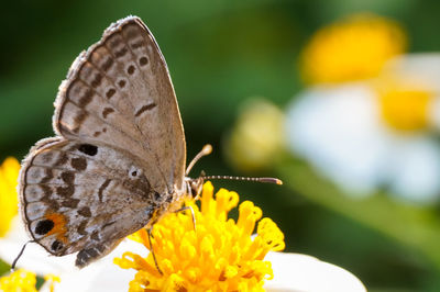 Close-up of butterfly pollinating on flower