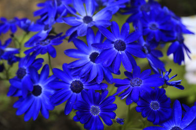 Close-up of purple flowers