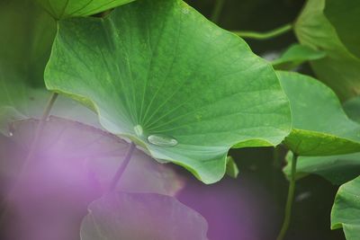 Close-up of plant