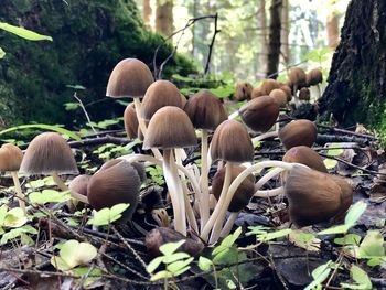 Close-up of mushrooms growing on field