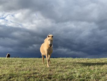 Sheep standing in a field