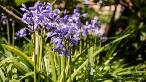 Close-up of purple flowering plant on field