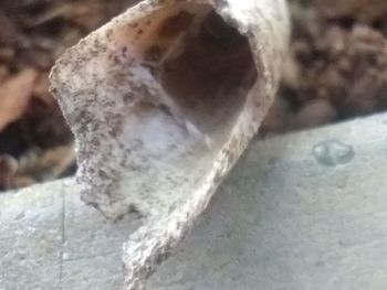 Close-up of a rope