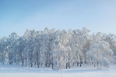 Trees on snow covered land against clear sky