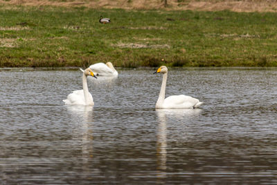 White swans swimming in lake