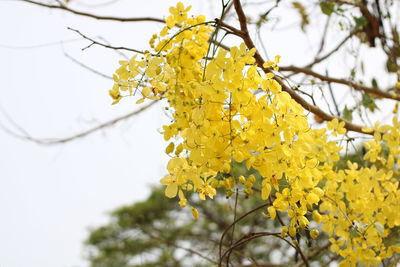 Low angle view of yellow flowering plant against sky