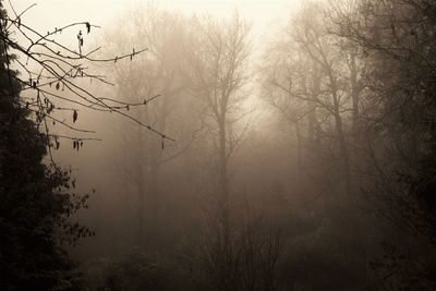 Bare trees in fog