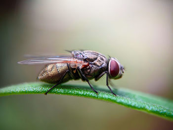 Mobile click with macro lens. housefly