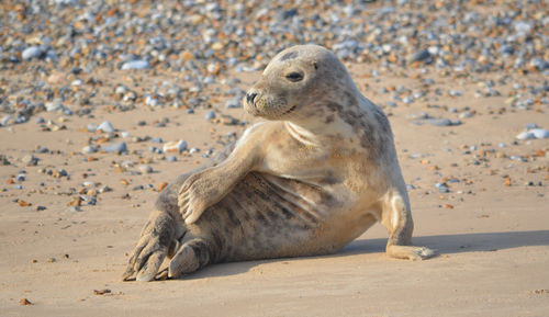 Close-up of seal on sand at beach