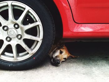 Close-up of dog under car