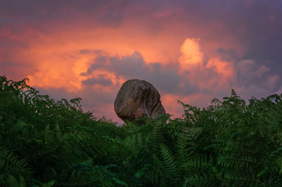 Plants growing on land against sky during sunset