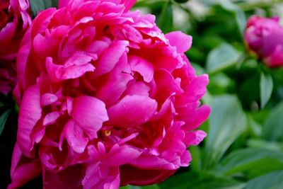 Close-up of pink flowers