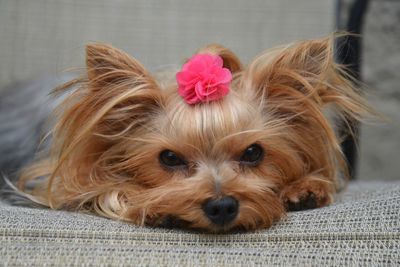 Close-up of cute yorkshire terrier resting on seat