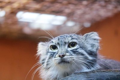 Close-up portrait of a cat