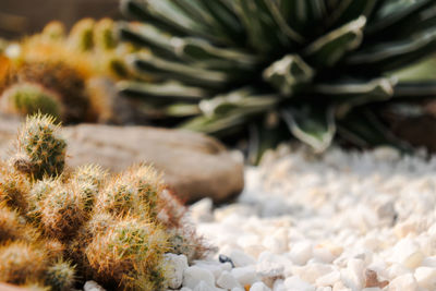 Close-up of succulent plant