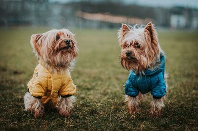 View of a dog looking away