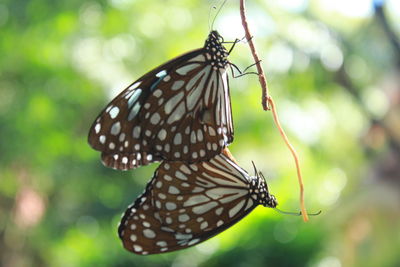 Close-up of butterfly on leaf