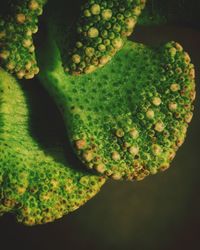 Close-up of green plant