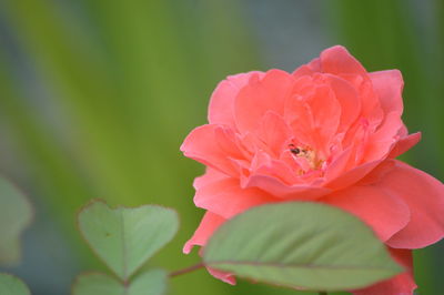 Close-up of pink rose flower