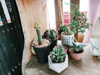 Potted plants on window sill at home