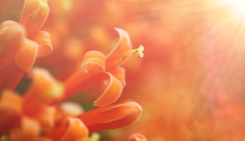 Close-up of orange flowers blooming during sunny day