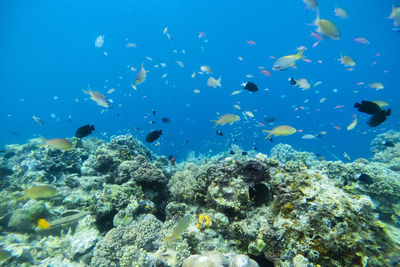 Fishes swimming in sea at mabul island,malaysia