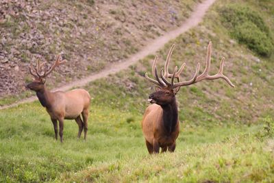 Deer in the wild