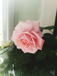 Close-up of pink rose flower