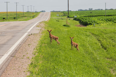 Two fawns standing on the side of the road.