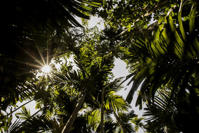 Low angle view of trees against sky