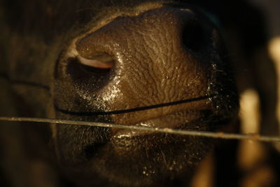 Close-up of a dog