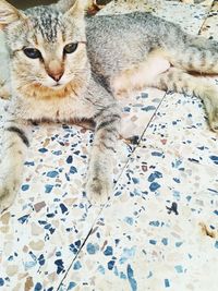 High angle view of cat relaxing on floor at home