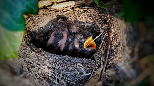 High angle view of bird in nest