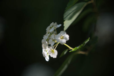 Close-up of white flowers
